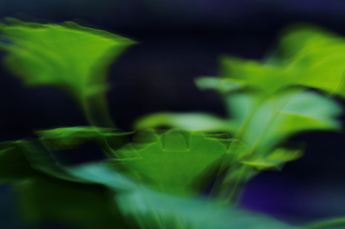 In Motion — Gerahmte Fine Art Fotografie | Limitierte Edition