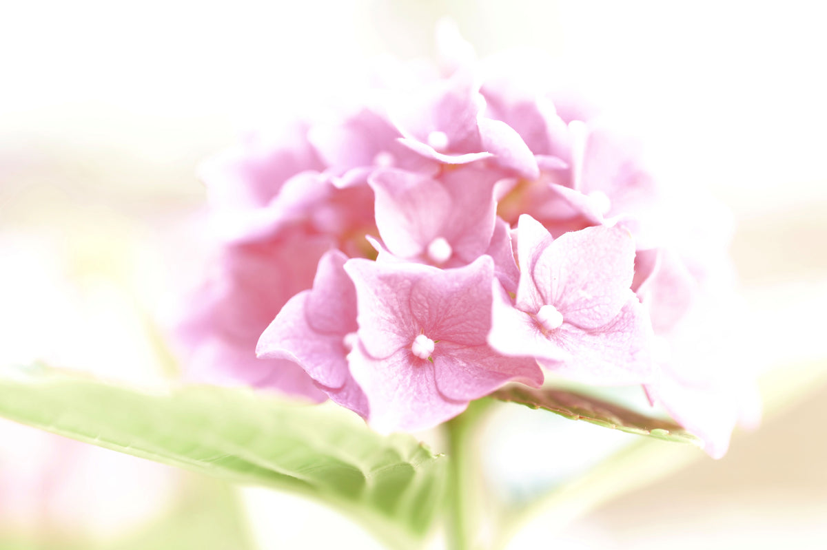 Into the Light — Gerahmte Fine Art Fotografie | Limitierte Edition